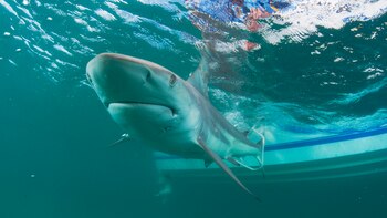 Prohíben la pesca artesanal e