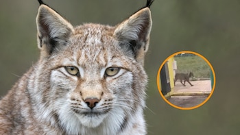 Cabañas de Yepes (Toledo) se convierte en el hogar del lince ‘urbanita’ Veneno después de encontrar el amor: “Es un sitio perfecto para ellos”