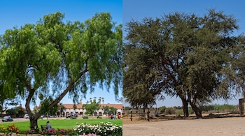 Dos imágenes en paralelo: a la izquierda, un árbol frondoso sobre césped verde; a la derecha, un gran árbol en un terreno seco de arena y tierra.