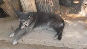 Un veterinario revisó a la