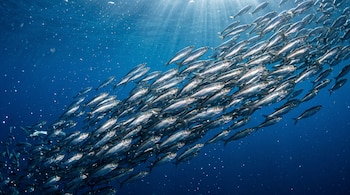 Un grupo numeroso de peces plateados nada en diagonal a través del agua azul del océano, iluminados por rayos de luz desde la superficie.