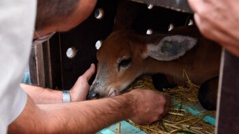 Rehabilitaron y liberaron en una