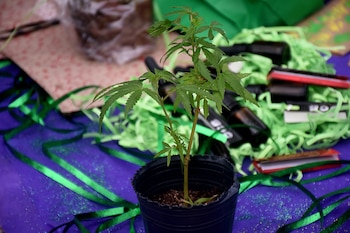 Marcha por la Marihuana 2024