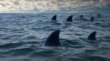 Algunos tiburones se comen los