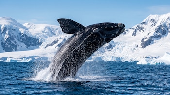 Una ballena negra salta fuera del mar salpicando agua, con montañas nevadas y glaciares de fondo.