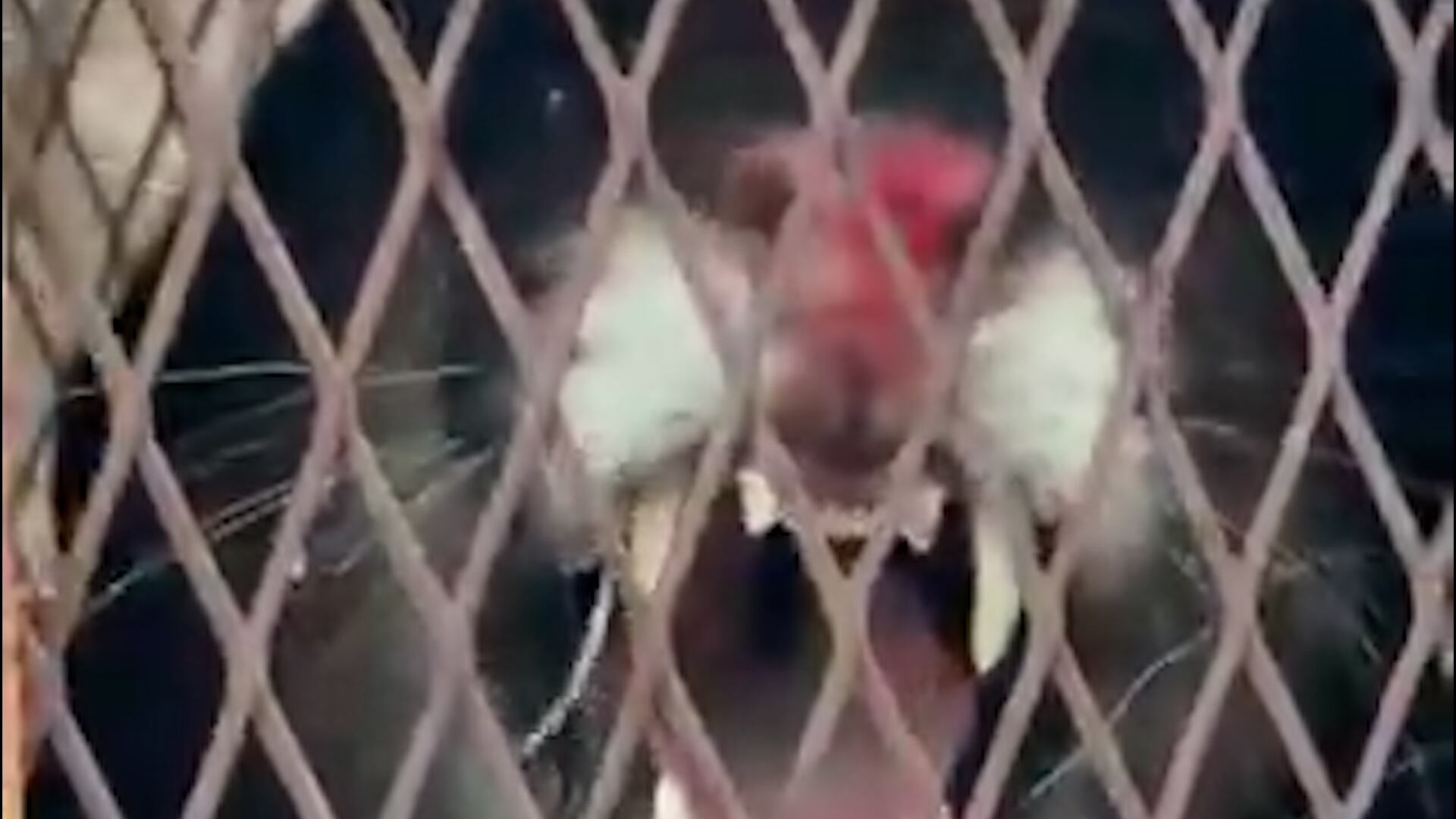 El puma no se resistió durante el operativo