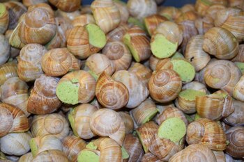 Los famosos "escargots" de Francia