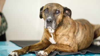 Un perro grande y mayor aparece tumbado en la imagen.