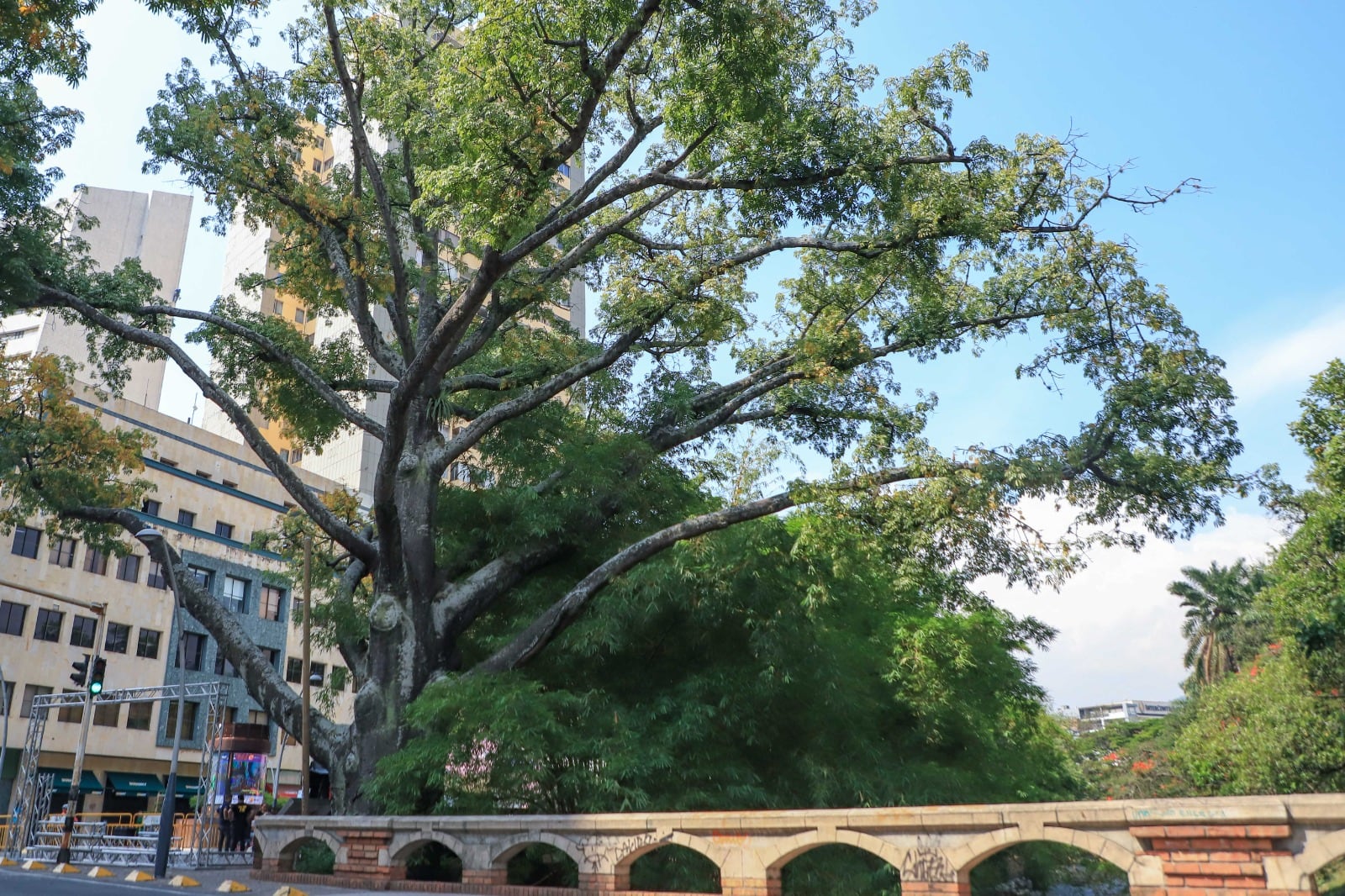 En 2025, 283 ciudades de 26 países fueron reconocidas como “Ciudades Árbol del Mundo” - crédito Alcaldía de Cali