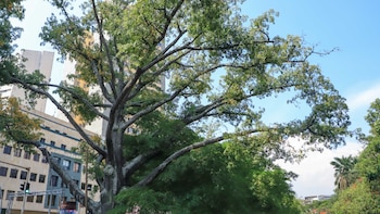 Qué significa ser “Ciudad árbol del mundo”: Cali y Medellín fueron certificadas como tales