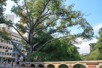 En 2025, 283 ciudades de 26 países fueron reconocidas como “Ciudades Árbol del Mundo” - crédito Alcaldía de Cali