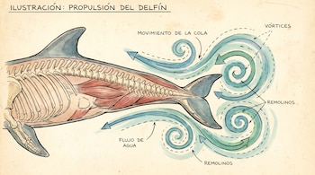 Ilustración de un delfín en sección, mostrando esqueleto y músculos, con flechas y remolinos de agua que representan la propulsión por el movimiento de su cola.