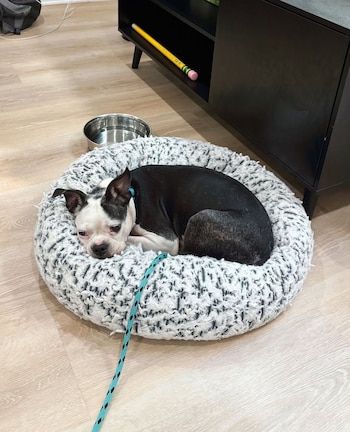 Así fue el reencuentro entre un perro robado luego de cuatro años con su dueño. Foto: Instagram @wagsandwalks