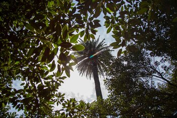 Una de las palmeras de