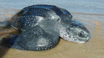 Expertos sugieren no devolver al