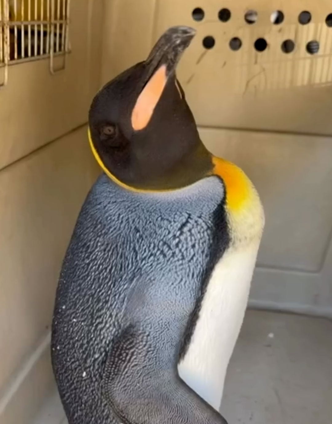 La aparición de un pingüino rey cerca del conurbano bonaerense sorprendió a vecinos y equipos de conservación por la rareza de este suceso