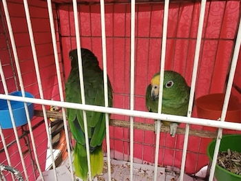 En Soacha y Sibaté, la CAR y la Policía de Carabineros rescataron, evaluaron y liberaron 12 animales silvestres tras una valoración especializada - crédito car_cundi / Instagram
