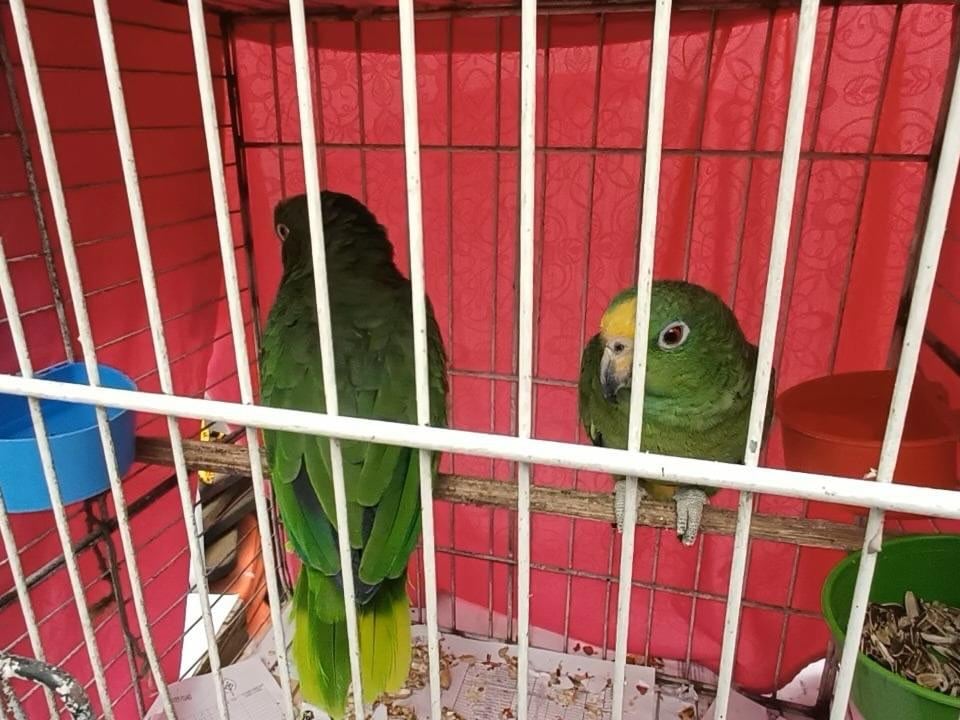 En Soacha y Sibaté, la CAR y la Policía de Carabineros rescataron, evaluaron y liberaron 12 animales silvestres tras una valoración especializada - crédito car_cundi / Instagram