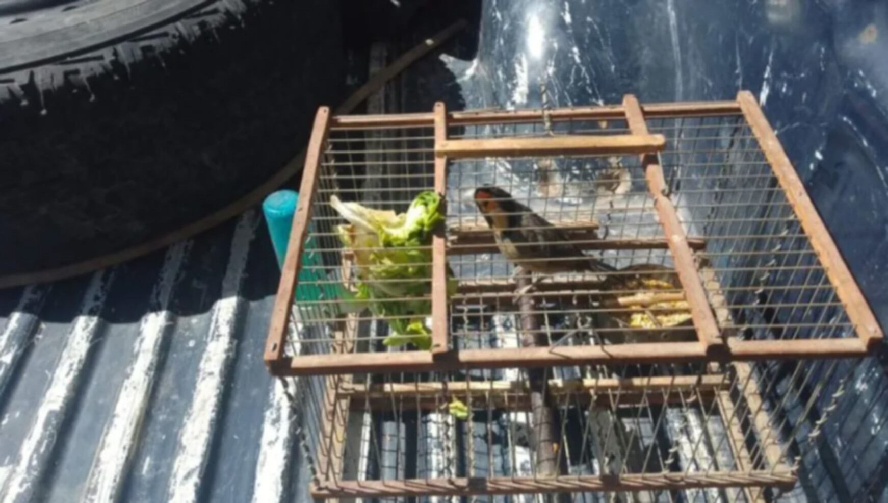 Algunas de las aves rescatadas en los operativos realizados en Mendoza (Los Andes)