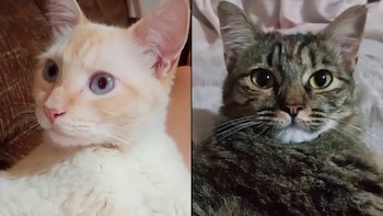 La serie de videos protagonizada