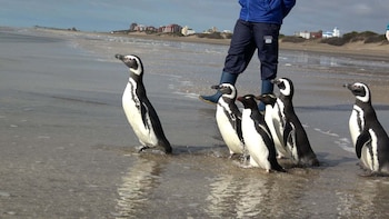 rescate pingüinos Fundación Mundo Marino