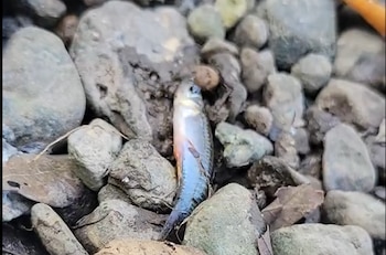 Las estaciones hidrológicas monitorean niveles y caudales de los ríos para alertar a las autoridades cuando el abastecimiento de agua para consumo humano o riego está en riesgo. (Foto cortesía Doré Arrieta)