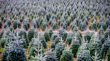 Ya nadie quiere árboles de