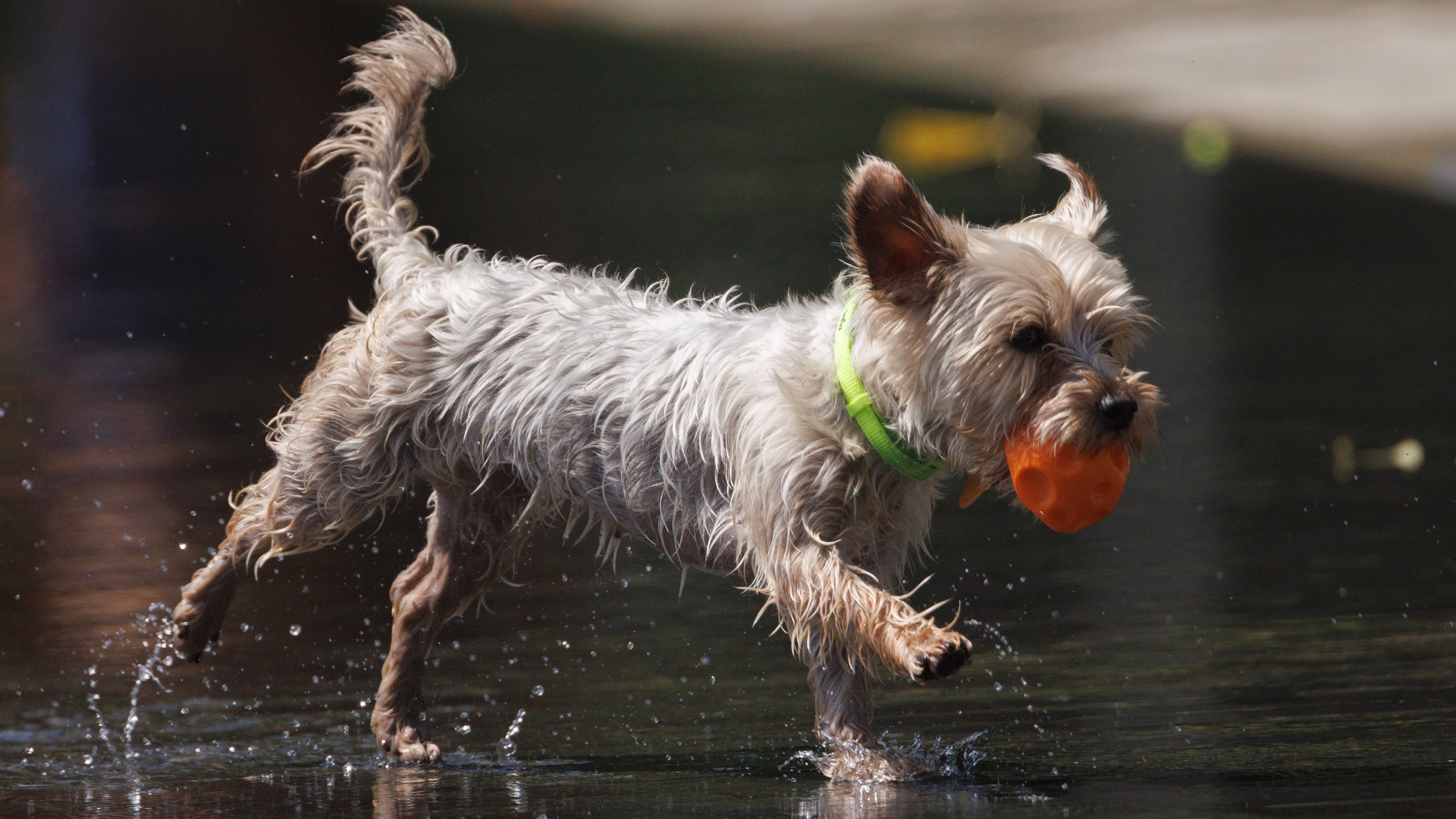 Cómo proteger a las mascotas durante la canícula: las olas de calor y las altas temperaturas son un riesgo para perros y gatos