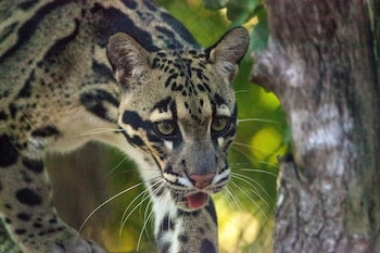 La presión del mercado ilegal