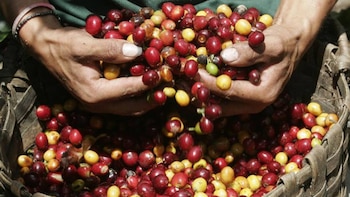 Primer plano de dos manos sosteniendo y dejando caer granos de café rojos y amarillos en una cesta tejida
