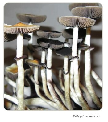 En México ha habido esfuerzos