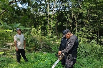 Un salvadoreño fue detenido por talar árboles sin permisos ambientales. La deforestación es perseguida por las autoridades (Foto cortesía INTERPOL)