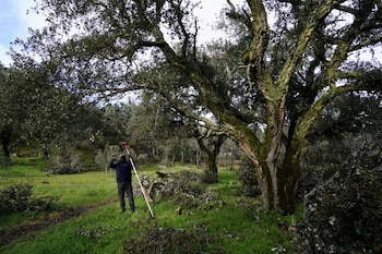 El estudio sobre bosques de Francia analizó 500.000 árboles de 52 especies entre 2015 y 2023 para detectar patrones de mortalidad prematura (REUTERS/Juan Medina)