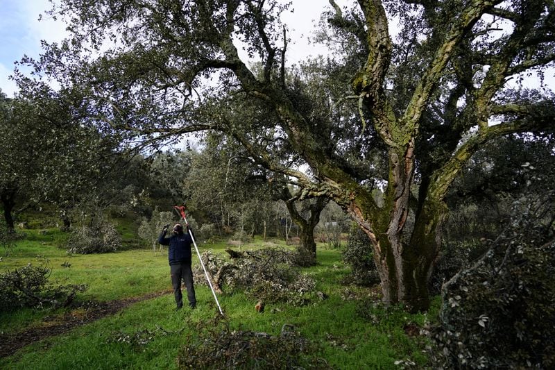 El estudio sobre bosques de Francia analizó 500.000 árboles de 52 especies entre 2015 y 2023 para detectar patrones de mortalidad prematura (REUTERS/Juan Medina)