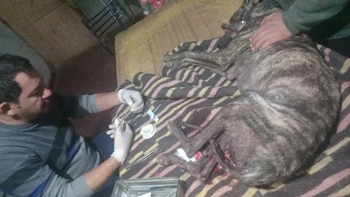 Un hombre fue atacado por un jabalí, quedó malherido y un perro lo defendió: “Si no fuera por él, no estaría acá”