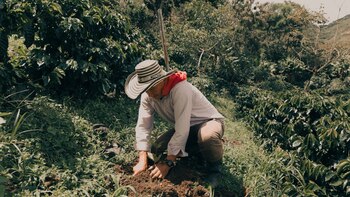 Prestigiosa compañía de café internacional