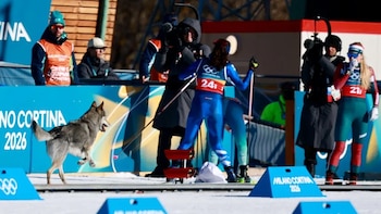 Un perro lobo, el protagonista