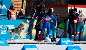 Un perro lobo se cuela