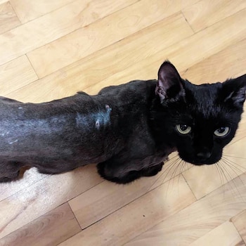 Balth durante su proceso de