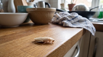 Cucaracha blanca sobre encimera de madera, con cuencos, un trapo y un fregadero al fondo borroso de una cocina.