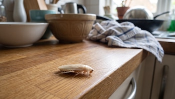 ¿La cucaracha albina existe? por qué se ve blanca y qué significa cuando aparece en tu casa