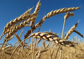 Crece la incertidumbre sobre los efectos de la sequía y las heladas en el trigo. (REUTERS/Andrei Kasprishin)