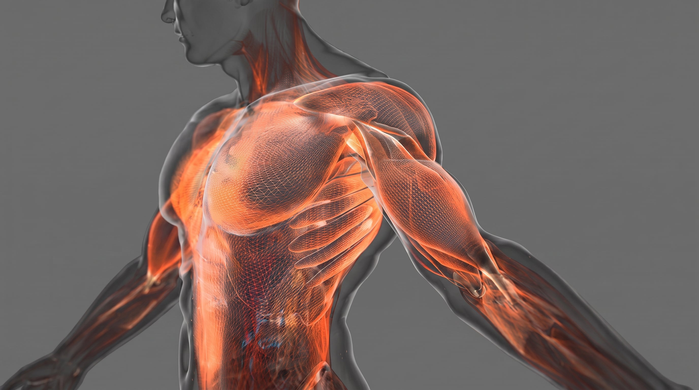 La fascia es un tejido conectivo continuo que recubre músculos, nervios, huesos y órganos en todo el cuerpo (Imagen Ilustrativa Infobae)