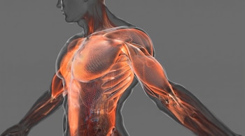 Modelo tridimensional de un torso humano con brazos, mostrando músculos iluminados en naranja con una estructura de rejilla bajo una piel transparente gris sobre un fondo gris.