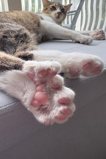 Un gato con 28 dedos fue reconocido por Guinness World Records