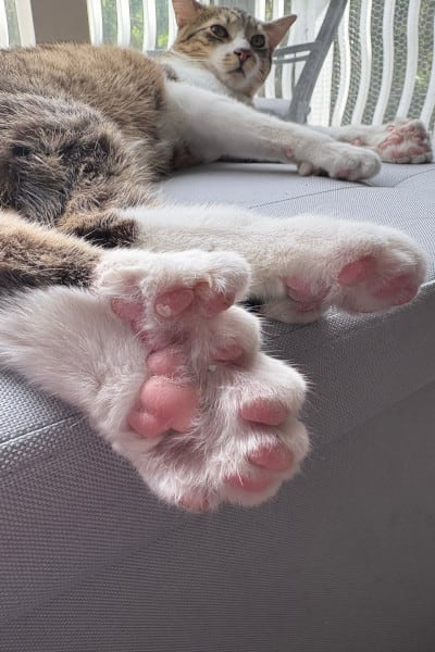 El récord Guinness que alcanzó Toby estaba vigente desde 2002 y pertenecía a Jake the Polydactyl Cat, de Canadá (Guinness World Records)
