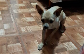El perrito luego de ser