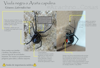 Las viudas negras son huidizas