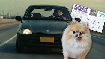 Si atropellan a su mascota