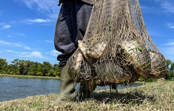La Libertad, Cuscatlán y Chalatenango concentran más del 70% de la producción de tilapia en El Salvador, según cifras oficiales. (Foto: MAG)